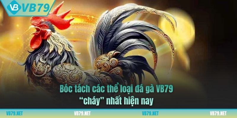 đá gà vb79